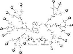 Graphical abstract: Supramolecular one-pot approach to fluorescent glycodendrimers