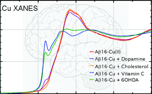Graphical abstract: Substrate mediated reduction of copper-amyloid-β complex in Alzheimer’s disease