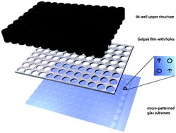 Graphical abstract: Simple and rapid process for single cell micro-patterning