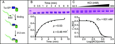 Graphical abstract: Site-specific covalent attachment of DNA to proteins using a photoactivatable Tus–Ter complex