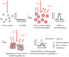 Graphical abstract: A novel reversed reporting agent method for surface-enhanced Raman scattering; highly sensitive detection of glutathione in aqueous solutions