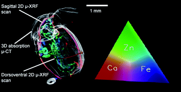 Graphical abstract: Element-to-tissue correlation in biological samples determined by three-dimensional X-ray imaging methods