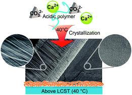 Graphical abstract: Crystallization of unidirectionally oriented fibrous calcium carbonate on thermo-responsive polymer brush matrices