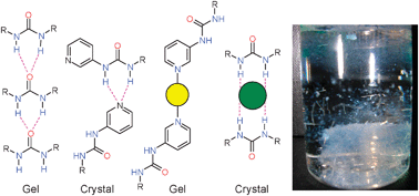 Graphical abstract: Anion-tuned supramolecular gels: a natural evolution from urea supramolecular chemistry