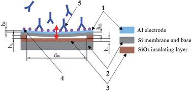Graphical abstract: Capacitive micromachined ultrasound transducer (cMUT) for immunosensor design