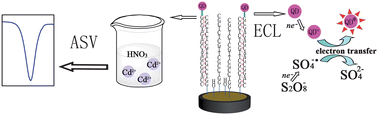 Graphical abstract: Quantum dot-based DNA hybridization by electrochemiluminescence and anodic stripping voltammetry