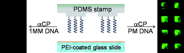 Graphical abstract: Fishing DNA targets in DNA solutions by using affinity microcontact printing