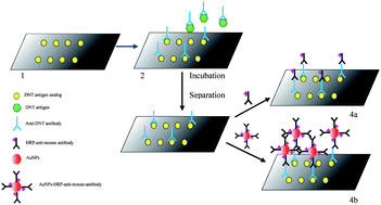 Graphical abstract: Double-codified nanogold particles based automated flow-through CLEIA for 2,4-dinitrotoluene