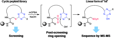 Graphical abstract: A simple strategy for the construction of combinatorial cyclic peptoid libraries