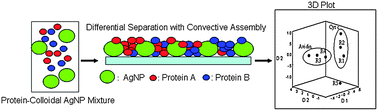 Graphical abstract: Differential separation of protein mixtures using convective assembly and label-free detection with surface enhanced Raman scattering