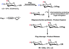 Graphical abstract: Ionic catch and release oligosaccharide synthesis (ICROS)