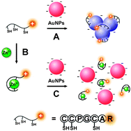 Graphical abstract: Simple, rapid and label-free colorimetric assay for Zn2+ based on unmodified gold nanoparticles and specific Zn2+ binding peptide
