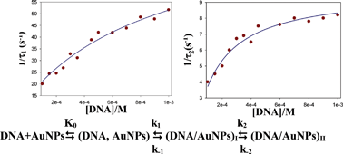Graphical abstract: A kinetic study of the interaction of DNA with gold nanoparticles: mechanistic aspects of the interaction