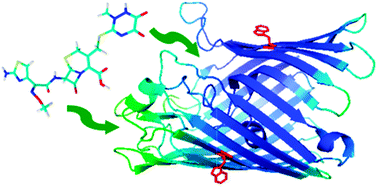 Graphical abstract: Interaction of cephalosporins with outer membrane channels of Escherichia coli. Revealing binding by fluorescence quenching and ion conductance fluctuations
