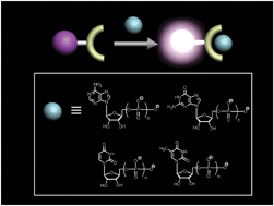 Graphical abstract: Fluorescent and colorimetric chemosensors for detection of nucleotides, FAD and NADH: highlighted research during 2004–2010
