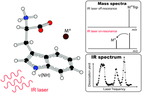 Graphical abstract: Infrared multiple photon dissociation spectroscopy of trapped ions