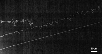 Graphical abstract: Towards chirality-pure carbon nanotubes