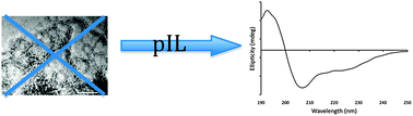 Graphical abstract: Structure inducing ionic liquids—enhancement of alpha helicity in the Abeta(1–40) peptide from Alzheimer's disease