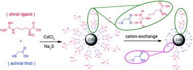 Graphical abstract: Alternative chiral thiols for preparation of chiral CdS quantum dots covered immediately by achiral thiols