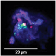 Graphical abstract: Microencapsulation using an oil-in-water-in-air ‘dry water emulsion’