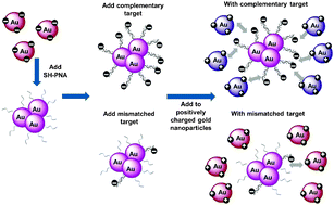 Graphical abstract: Colorimetric detection ofc-Kit mutations using electrostatic attraction induced aggregation of peptide nucleic acid modified gold nanoparticles