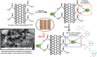 Graphical abstract: Electrophoretically fabricated core-shell CNT-DNA biowires for biosensing