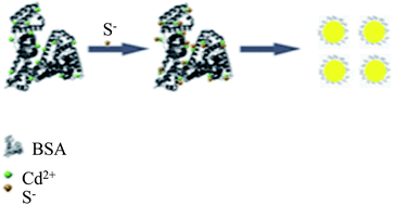 Graphical abstract: Protein conformation driven biomimetic synthesis of semiconductor nanoparticles