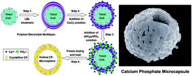 Graphical abstract: Synthesis of calcium phosphate microcapsules using yeast-based biotemplate