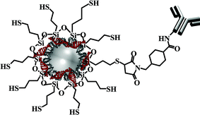 Graphical abstract: Cell targeting by antibody-functionalized calcium phosphate nanoparticles