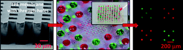 Graphical abstract: 3D thermoplastic elastomer microfluidic devices for biological probe immobilization