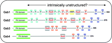 Graphical abstract: Order and disorder in large multi-site docking proteins of the Gab family—implications for signalling complex formation and inhibitor design strategies