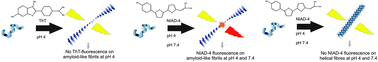 Graphical abstract: Specific in situ discrimination of amyloid fibrils versus α-helical fibres by the fluorophore NIAD-4