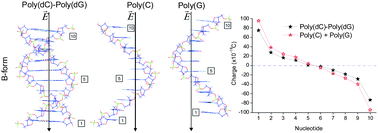 Graphical abstract: Electric field induced charge transfer through single- and double-stranded DNA polymer molecules