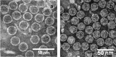 Graphical abstract: The RNA core weakly influences the interactions of the bacteriophage MS2 at key environmental interfaces