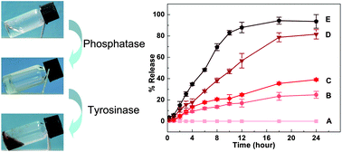Graphical abstract: Dual enzymes regulate the molecular self-assembly of tetra-peptide derivatives