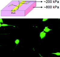 Graphical abstract: Localized neurite outgrowth sensing via substrates with alternative rigidities