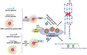 Graphical abstract: Highly sensitive detection of protein and small molecules based on aptamer-modified electrochemiluminescence nanoprobe