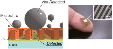 Graphical abstract: Size-exclusion SPR sensor chip: application to detection of aggregation and disaggregation of biological particles