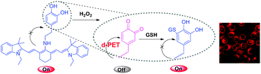 Graphical abstract: Facilitative functionalization of cyanine dye by an on–off–on fluorescent switch for imaging of H2O2 oxidative stress and thiols reducing repair in cells and tissues