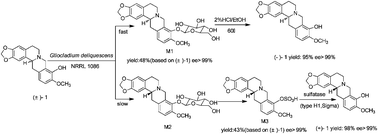Graphical abstract: Unique biocatalytic resolution of racemic tetrahydroberberrubine via kinetic glycosylation and enantio-selective sulfation