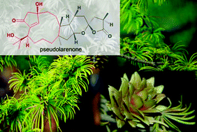 Graphical abstract: Pseudolarenone, an unusual nortriterpenoid lactone with a fused 5/11/5/6/5 ring system featuring an unprecedented bicyclo[8.2.1]tridecane core from Pseudolarix amabilis