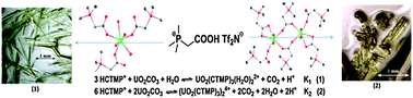 Graphical abstract: Directed nucleation of monomeric and dimeric uranium(vi) complexes with a room temperature carboxyl-functionalized phosphonium ionic liquid