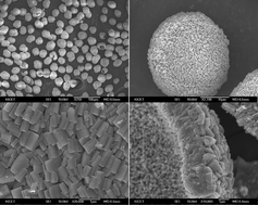 Graphical abstract: Synthesis of hollow spherical LiFePO4 by a novel route using organic phosphate