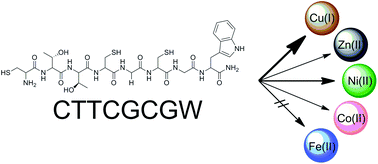 Graphical abstract: The metal selectivity of a short peptide maquette imitating the high-affinity metal-binding site of E. coli HypB
