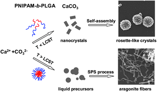 Graphical abstract: The effect of a thermo-responsive polypeptide-based copolymer on the mineralization of calcium carbonate