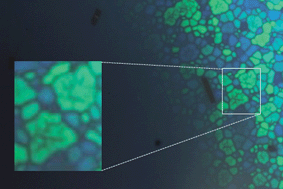 Graphical abstract: Transition between widened BPs by light irradiation using photo-active bent-core liquid crystal with chiral dopant