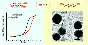 Graphical abstract: Interstrand interactions on DNA duplexes modified by TTF units at the 3′ or 5′-ends