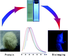 Graphical abstract: Protein as the source for synthesizing fluorescent carbon dots by a one-pot hydrothermal route