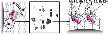 Graphical abstract: Residue-level elucidation of the ligand-induced protein binding on phenyl-argarose microspheres by NMR hydrogen/deuterium exchange technique