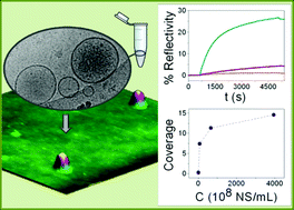 Graphical abstract: Diffusion-controlled deposition of natural nanovesicles containing G-protein coupled receptors for biosensing platforms